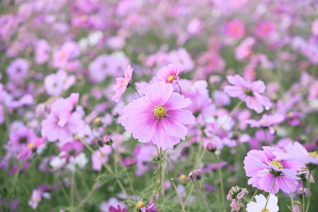 朝露に濡れるコスモス